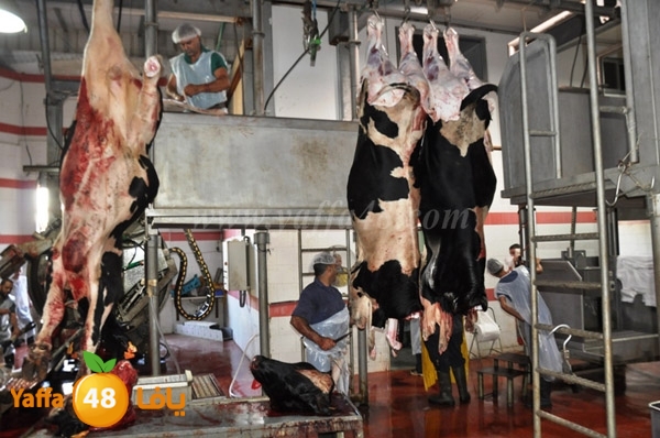 Jam3iya la7m3n (25).JPG